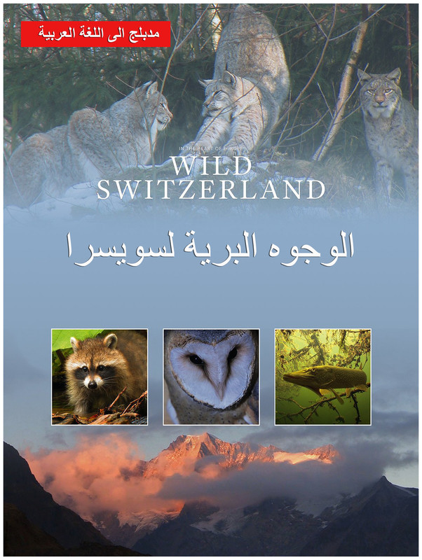 Wild Faces of Switzerland 